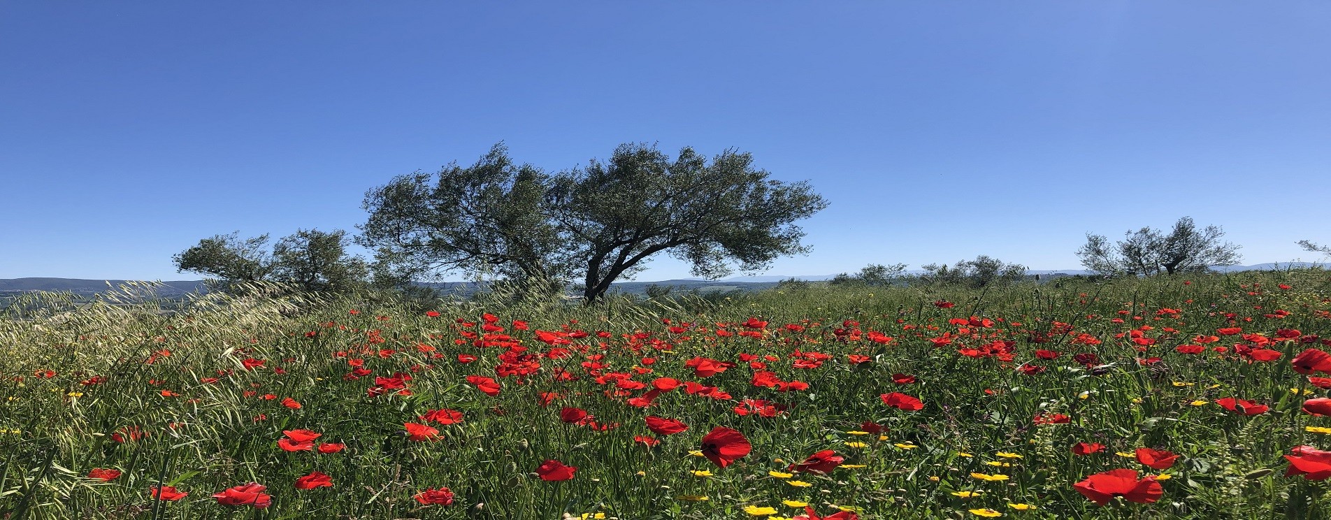 Il nostro oliveto